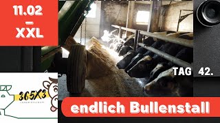 365x3 XXL endlich Bullenstall 1102 [upl. by Aylward557]