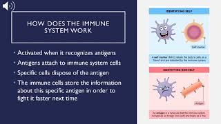 The Immune System amp Aging [upl. by Notlim]