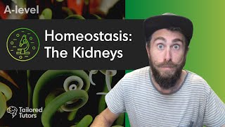 Homeostasis The Kidneys  ALevel Biology Revision  AQA [upl. by Clarine600]