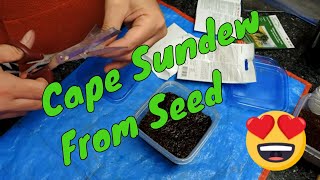 Planting Drosera Capensis from seed  planting to Sprouting [upl. by Terrel869]