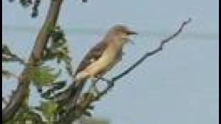 Northern Mockingbird Sings [upl. by Biddie]