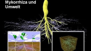 Mykorrhiza I – Mykorrhiza und Umwelt [upl. by Esnahc]