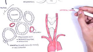 Thyroid Gland Anatomy  embryology blood supply venous drainage innervation histology [upl. by Ailekahs]