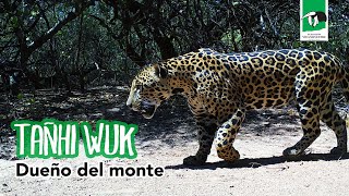 🐾TAÑHI WUK Dueño del Monte [upl. by Cherlyn]