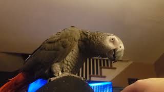 African Grey Parrot Cursing [upl. by Graves596]