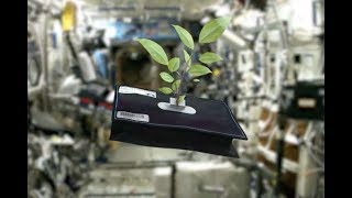 Space Plants  How Are They Adapting [upl. by Anais]