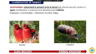 Phylum – Chordata Animals belonging to phylum Chordata are characterised by presence of notochord [upl. by Eremahs]