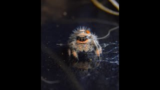 Phidippus regius larachnide parfaite pour débuter ou reprendre dans mon cas [upl. by Nehtan]