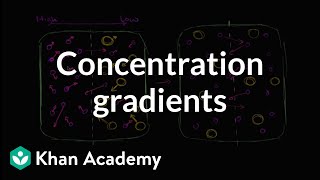 Concentration gradients  Membranes and transport  Biology  Khan Academy [upl. by Bonnell310]