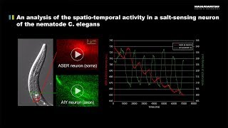 An analysis of the spatiotemporal activity in a saltsensing neuron of the nematode C elegans [upl. by Gurtner]