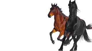 Lil Nas X Old town road gay version [upl. by Bel]