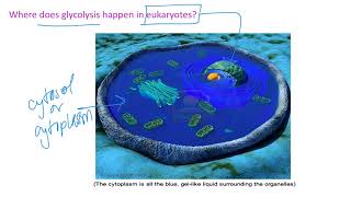 Glycolysis  Fermentation Dr Terrell [upl. by Kovacev845]