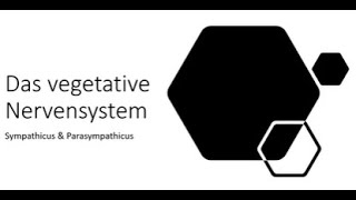 Das Vegetative Nervensystem einfach erklärt Sympathikus amp Parasympathikus im Überblick [upl. by Dunkin]