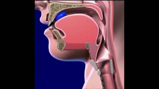 मुँह में लटकी ये घंटी किस काम आती है 😱Function Of Uvula Tissue In MouthID02676 [upl. by Yboj230]