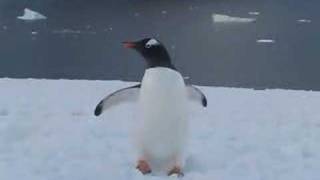 Gentoo Penguin Walking [upl. by Narrat684]