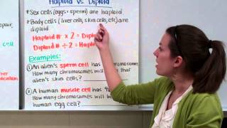 Mitosis amp the Cell Cycle How Cells Clone Themselves Crash Course Biology 29 [upl. by Jessika363]