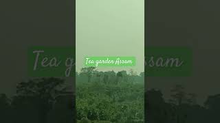 assam travelvidioviralplease likeand suscibe [upl. by Coralyn]