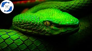 15 Most Venomous Animals on Earth [upl. by Chesna65]