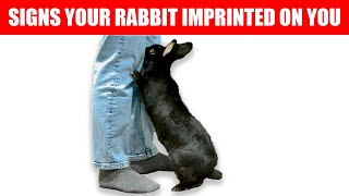 12 Signs Your Rabbit Considers You Their Mother [upl. by Norse]