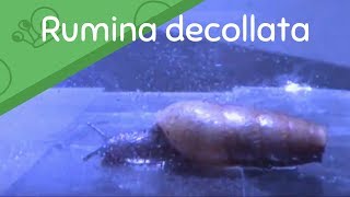 Decollate Snail Rumina decollata 1 [upl. by Kenzi]