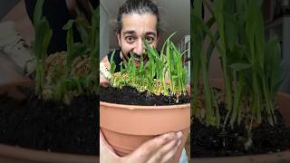 How to Grow Corn 🌽 creative explained [upl. by Eizeerb]