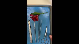 Alstroemeria Flower Dissection [upl. by Talbott]