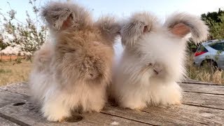 Adorable Fluffy Rabbits Have Huge Ears [upl. by Lebiram374]