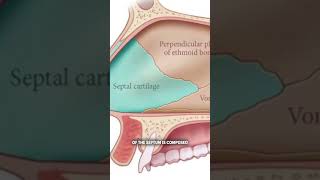 What is the nasal septum [upl. by Gimble]