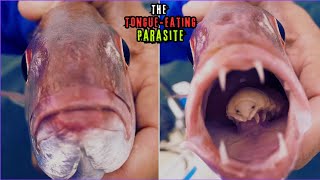 Meet the Tongueeating parasite  Cymothoa Exigua  Weirdest Creatures [upl. by Adirehs]