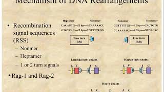 10  Immunogenetics 2 [upl. by Pansy326]