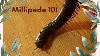 Millipede 101 What You Need to Know [upl. by Urana]