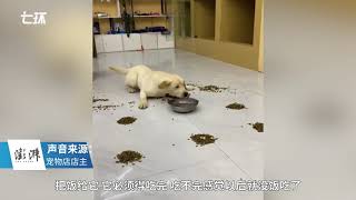 Labrador in Handan goes viral for eating in such rush and husky gets scared away [upl. by Atalanta]