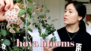 6 Tips and Tricks to get Hoya Flowers  Blooms [upl. by Thanh]