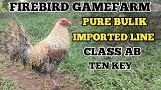 FIREBIRD GAMEFARM PRICE UPDATE CLASS A CLASS AB I OCTOBER 28 2023 [upl. by Nepil402]