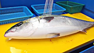 때깔좋은 자연산 중방어 65키로급 방어회뜨기 yellowtail sashimi [upl. by Leontyne]