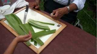 How to make Aloe Vera gel [upl. by Lehcyar]