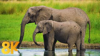 8K Unique Wildlife of Okavango Delta Area Botswana  7 Hours of Wild Animals of Africa  Part 2 [upl. by Iadahs]