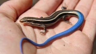 Juvenile Bluetailed Western Skink  Reptiles of BC [upl. by Ashti]