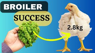 The Power of Azolla in POULTRY BROILER Farming  Expert Insights by Vet Mwangi [upl. by Aiym]