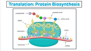 Translation in Eukaryotes  Translation  Protein Biosynthesis [upl. by Man]