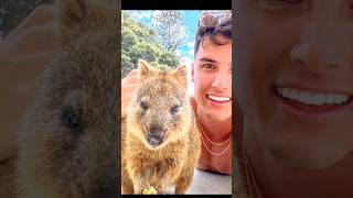 Quokka  the most exotic and happiest animal [upl. by Netti]