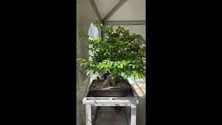 BSGC Fall Show  Crepe Myrtle as Bonsai Demo featuring Randy Bennett [upl. by Yrailih929]