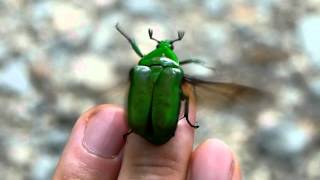 Flightless Green Drone Beetle 飛べないアオカナブンの羽ばたき [upl. by Essirehc]