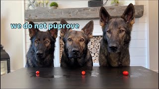 My 3 German Shepherds Review Food Pt 5 ASMR [upl. by Suollecram]