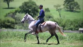 LOTE 11 JANDAIA DO FELIZARDO [upl. by Fried721]