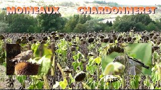 CHARDONNERET et MOINEAUX sur les tournesols [upl. by Einiar]