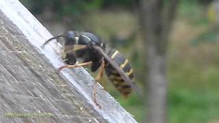 Wasp Queen Sound when Gnawing and Chewing Tree while building a Nest [upl. by Varrian]