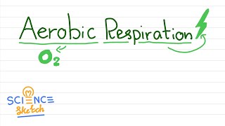 What is Aerobic repiration [upl. by Kent]