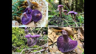 Lacktrichterlinge 2017 Violetter Lacktrichterling Lila Lackpilz Laccaria amethystea  Pilze 2017 [upl. by Fruin]