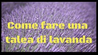 Lavanda ecco come fare altre piante [upl. by Sax363]